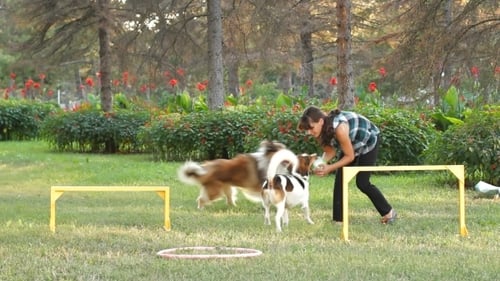 Hunde jagen dem Ball