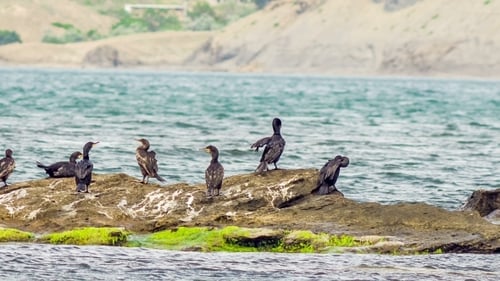 Shags Im Meer