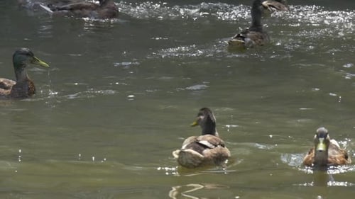 Mallards, Wild Ducks, Are Floating in The Pond,