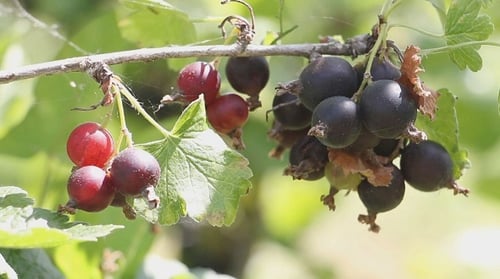 Currant on a Branch