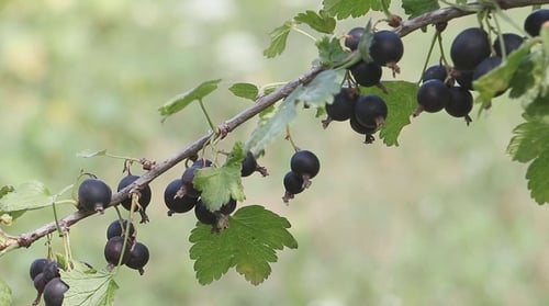 Groseilles sur une branche 3