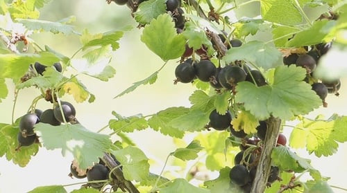 Groseilles sur une branche 4