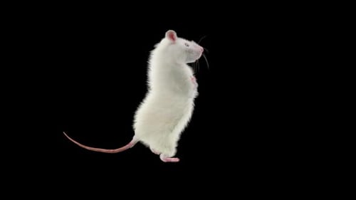 3D Animated White Rat Standing and Observing