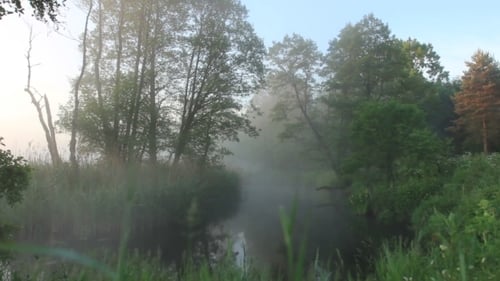 Foggy River at Sunrise in a Lush Forest