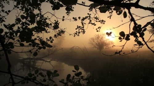 Early Morning Foggy Sunrise Over Still Pond