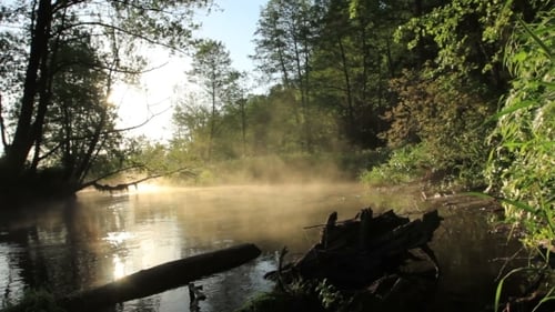 Misty River Flows Through Forest at Sunrise