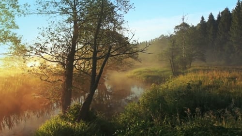 Misty River Forest at Sunrise