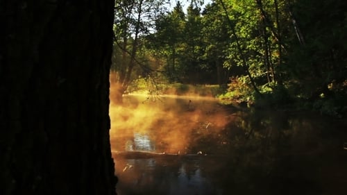 Golden River with Morning Mist in Forest