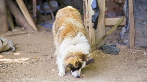 Portrait Of Cute Pooch On A Leash In The Yard