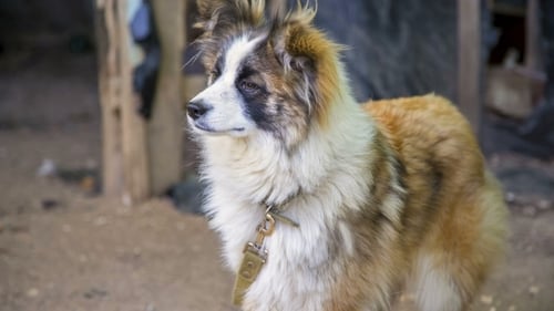 Dog with Collar Outside on a Farm