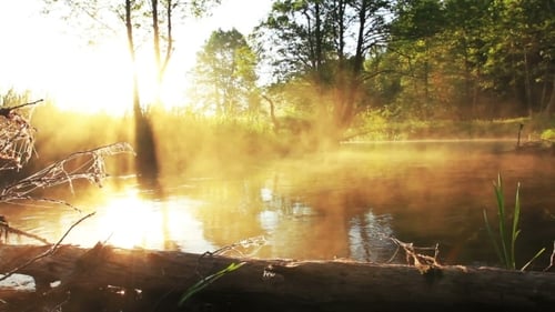 Misty River at Sunrise in Forest