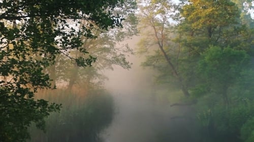 Misty River Flowing Through Lush Forest at Sunrise