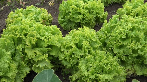 Fresh Green Lettuce Growing in a Field