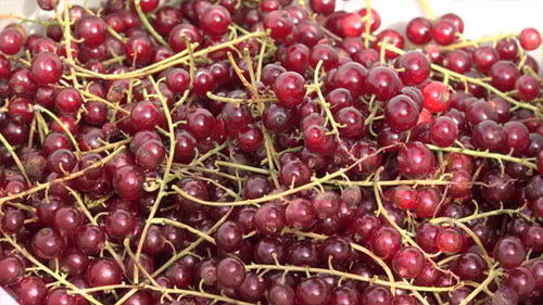 Vibrant Fresh Red Currants on Summer Day