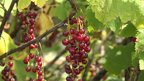 Groseilles rouges 2