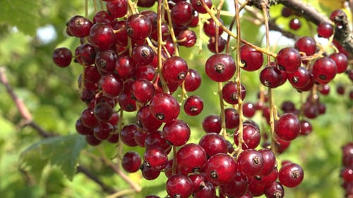 Rote Johannisbeere 3