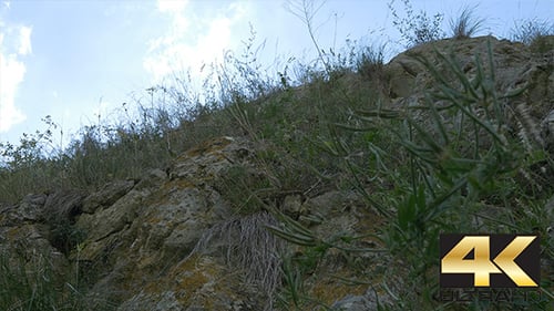 Vegetation auf Bergfelsen