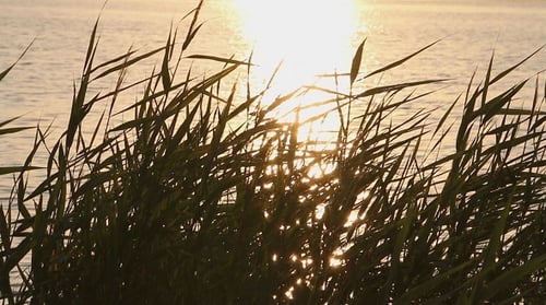 Reeds Swaying in the Breeze at Sunset