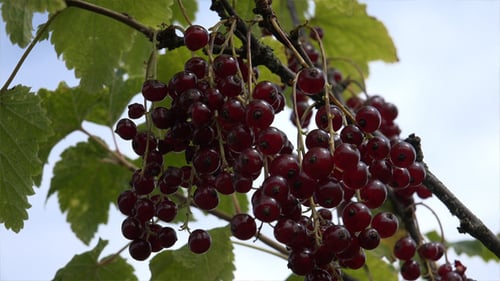 Vibrant Red Currants Growing on the Bush