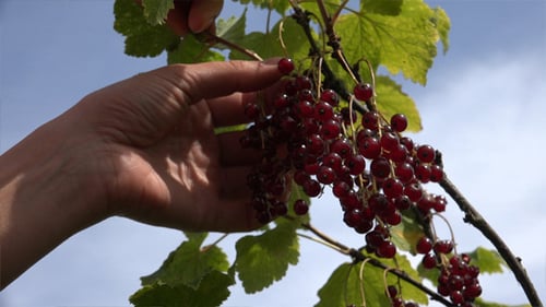 Harvesting Red Currants on a Summer Day