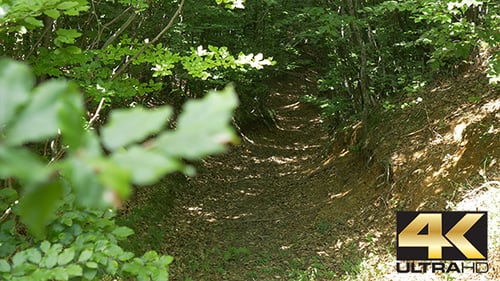 In the Forest View