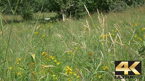Wildflower Meadow with Swaying Grasses in Summer