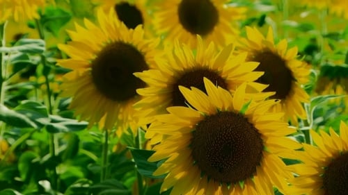 Bright Yellow Sunflowers Blowing Gently in the Wind
