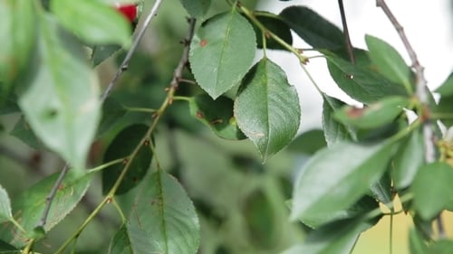 Cerises sur une branche