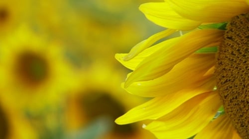 Field of Sunflowers Blooming in Summer