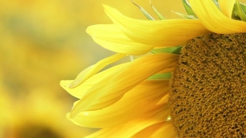Vibrant Yellow Sunflower Blooming in Sunny Field