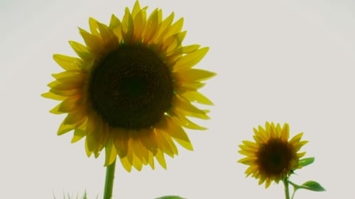 Sunflowers Swaying in a Field on a Sunny Day