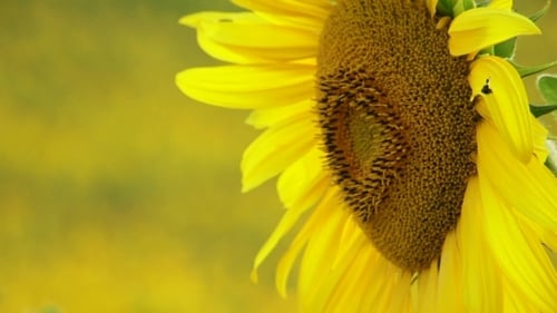 Close-Up of a Vibrant Yellow Sunflower in Field