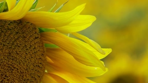 Blooming Sunflower in Summer Field