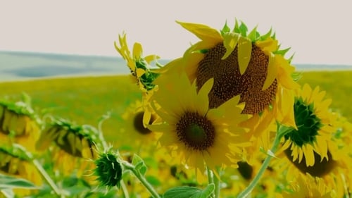Vibrant Sunflowers in Rural Field on a Sunny Day