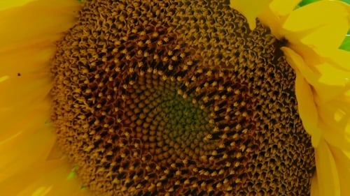 Vibrant Sunflower Close Up Showing Intricate Details