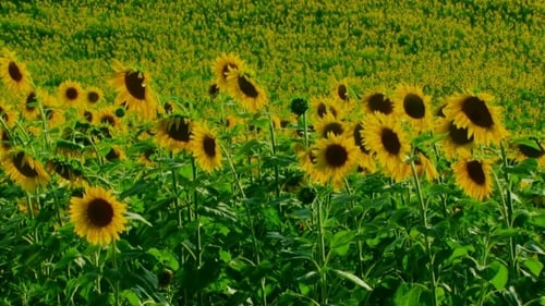 Sunflower Field Swaying on a Sunny Day