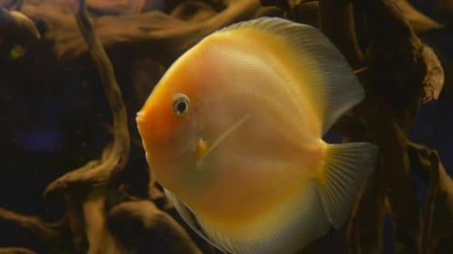 Yellow Fish Swimming in an Aquarium Close Up