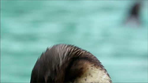 La cabeza del pingüino