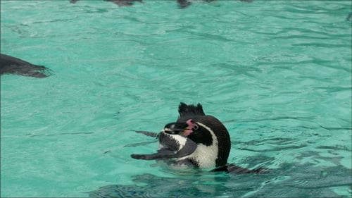 Some Penguins Swimming on the Pond