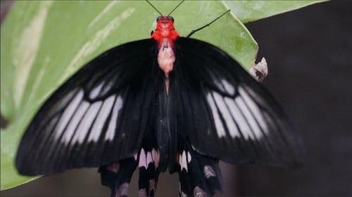 Schwarz-Weiß-Schmetterling hängt an einem Ast