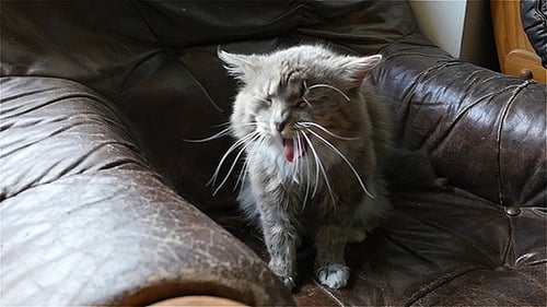 Katze gähnt