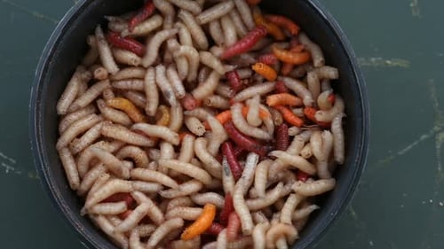 Bowl of Creepy Crawling Maggots Close Up