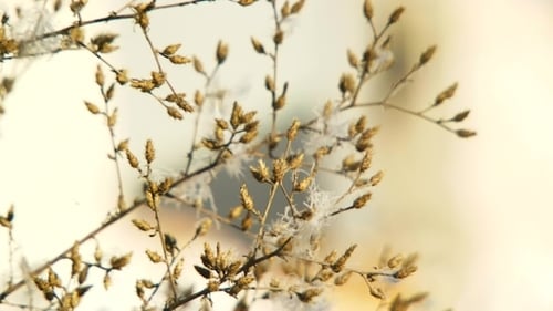 Branch