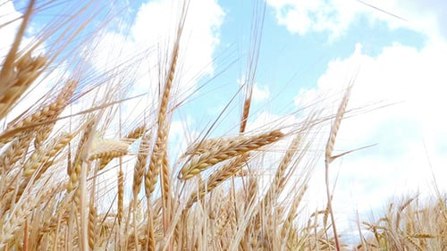 Wheat Field Against A Blue Sky