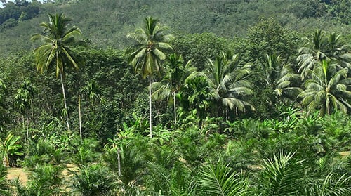 Palms.