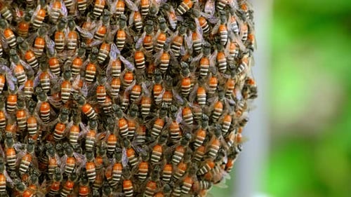 Close-Up of Honey Bees Clustering Together