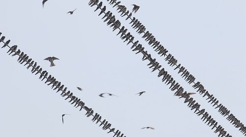 Many Birds Perched on Power Lines