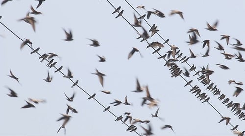 Flock of Birds Gathering on Power Lines