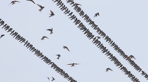 Flock of Birds on Power Lines Soaring in Sky