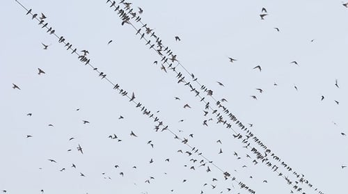 Swarm of Birds Flying off Power Lines